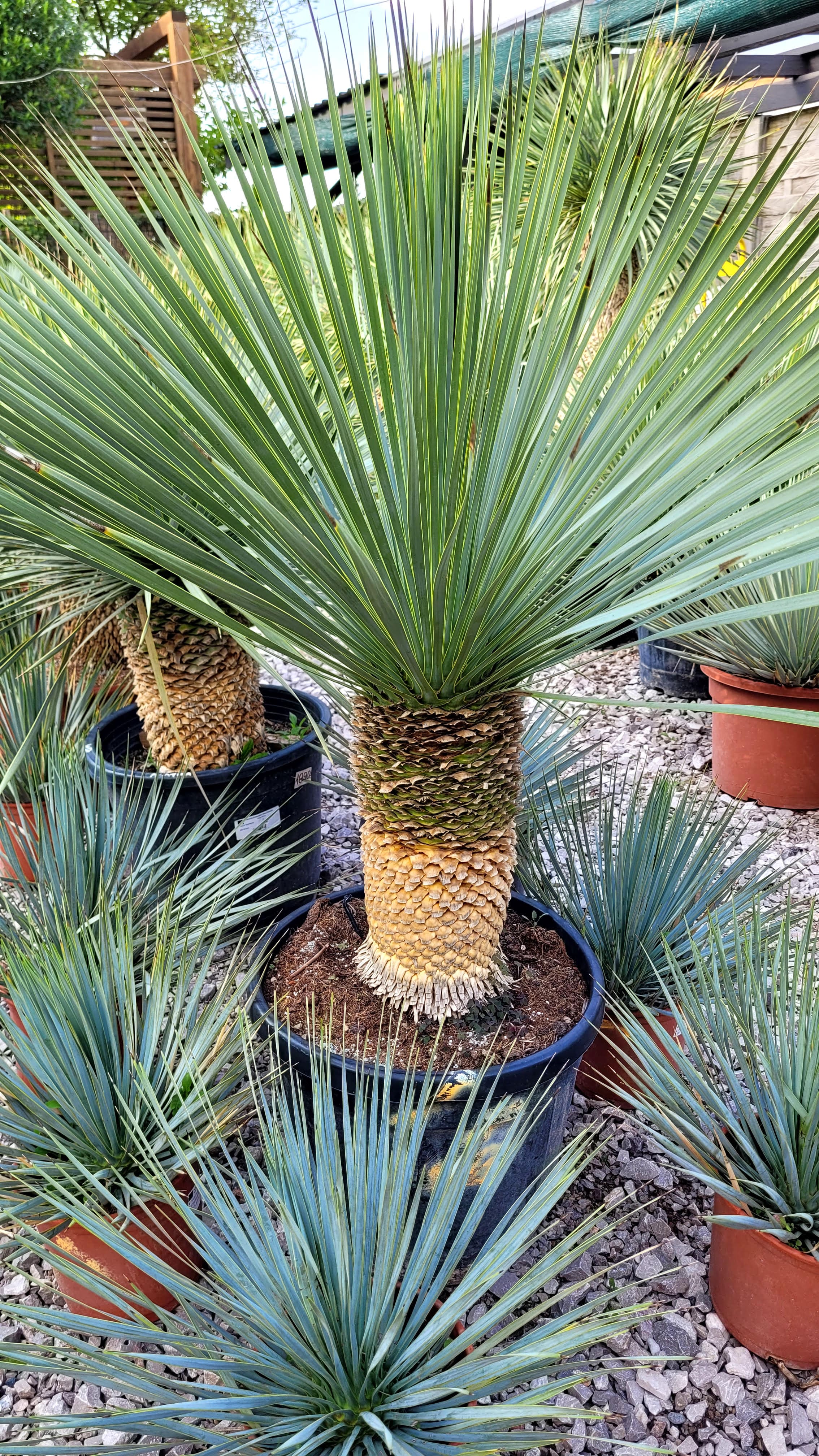 Yucca Rostrata